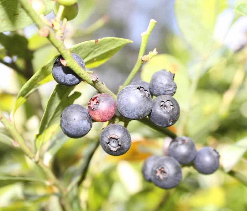 Look out for blueberries when forest bathing.