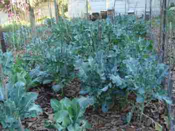 Broccoli facts are loaded with magnesium. Broccoli facts are loaded with magnesium.