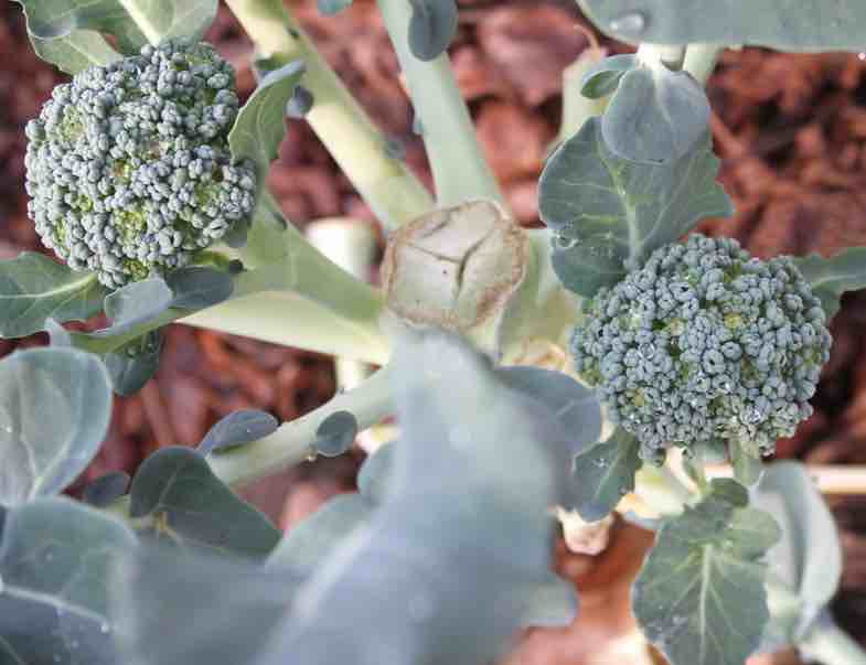 Branching broccoli Branching broccoli