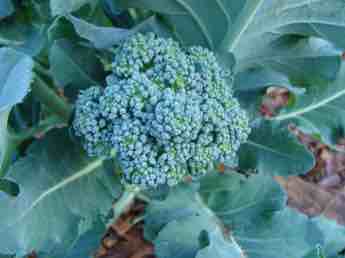 Branching broccoli with large head. Branching broccoli with large head.