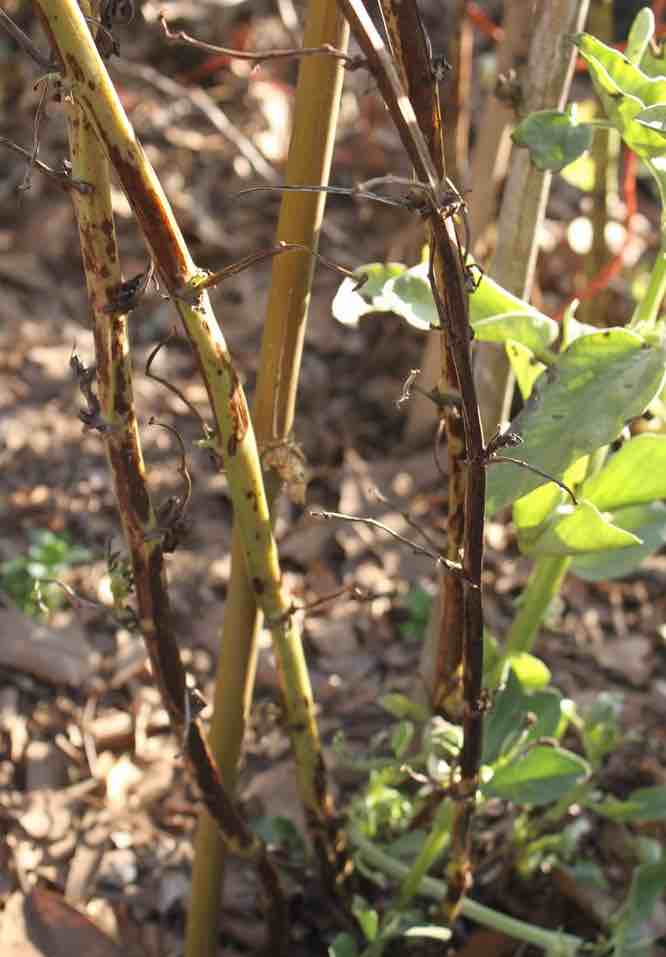Chocolate spot disease destroys the whole plant stem too. Chocolate spot disease destroys the whole plant stem too.