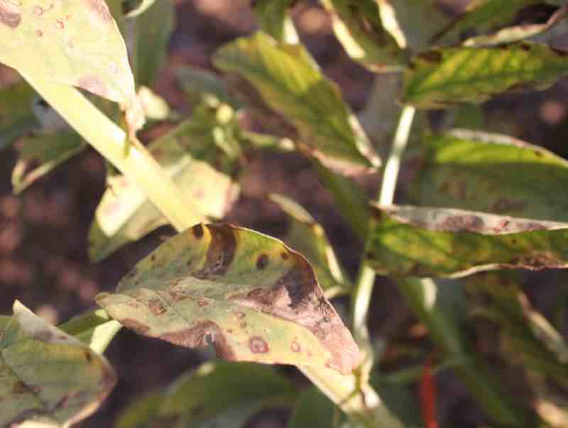 Broad bean pests can ruin your crop in short order.