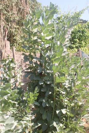 Broad bean plant for a goulash