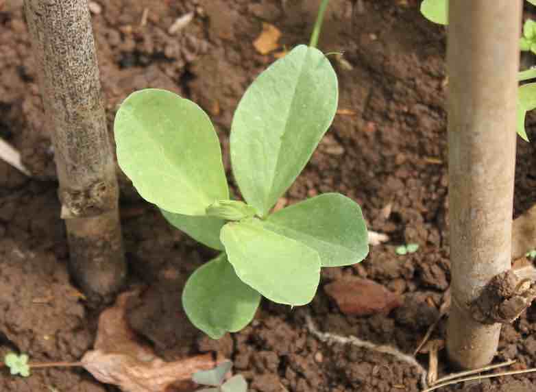 Broad bean seedling. Broad bean seedling.