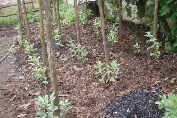 Broad bean seedlings on poles
