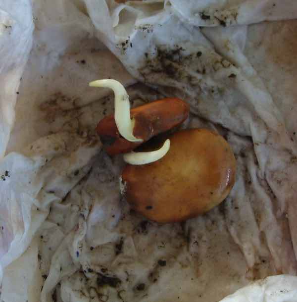 Sprouting broad beans. Sprouting broad beans.