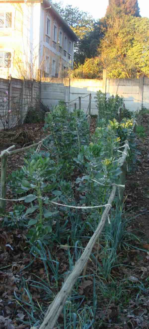 Broad beans plants need to be supported.