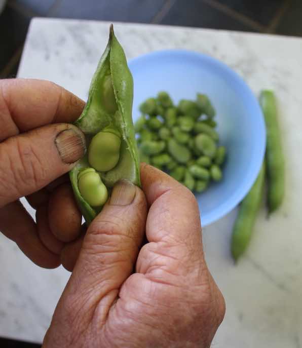 Plucking broad beans whilst forest bathing will mean black finger nails for reasons unknown to me. Plucking broad beans whilst forest bathing will mean black finger nails for reasons unknown to me.