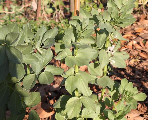 Broad beans in flower in autumn. Broad beans in flower in autumn.