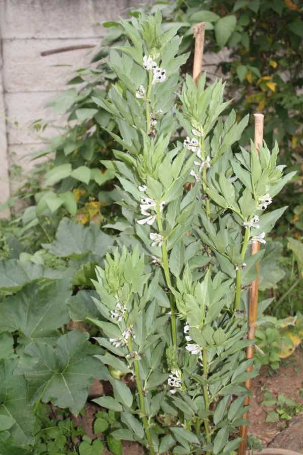 Broad beans in summer. Broad beans in summer.