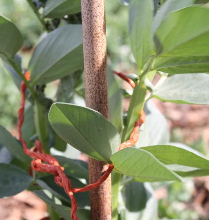 Broad beans supported. Broad beans supported.