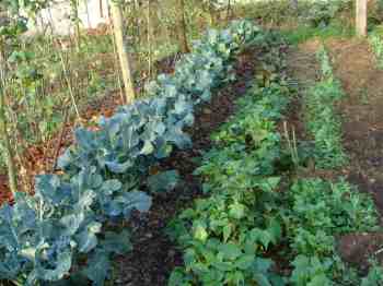 Broccoli, beetroot and beans Broccoli, beetroot and beans