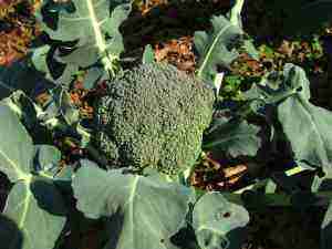 Healthy food from the garden, like broccoli, will come up again and again in site map. Healthy food from the garden, like broccoli, will come up again and again in site map.