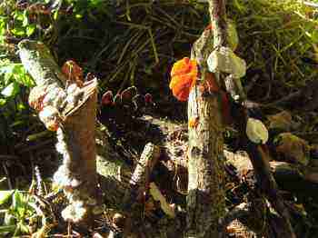 Build a compost pile that has many fungi. Build a compost pile that has many fungi.