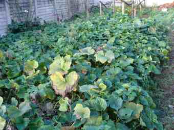 Butternut and sweet potato patch Butternut and sweet potato patch