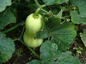 Butternut in autumn with thyme herb benefits. Butternut in autumn with thyme herb benefits.