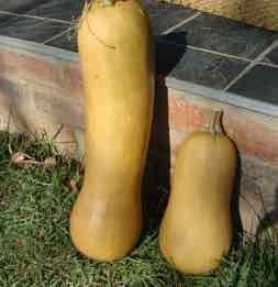 Butternut are rich in beta carotene Butternut are rich in beta carotene