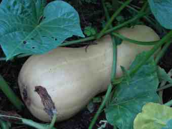 Butternut growing in a compost heap Butternut growing in a compost heap