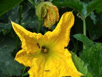 Butternut flowers with a honeybee Butternut flowers with a honeybee