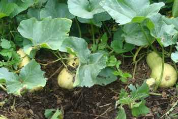 The summer vegetable butternut growing in a compost pile is a rich source of carotenes. The summer vegetable butternut growing in a compost pile is a rich source of carotenes.