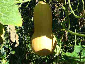 This organic butternut has not yet turned nutty brown, a sign of ripeness, so we'll wait a few more weeks before making our soup recipe. This organic butternut has not yet turned nutty brown, a sign of ripeness, so we'll wait a few more weeks before making our soup recipe.