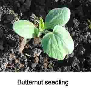 A butternut seedling. A butternut seedling.