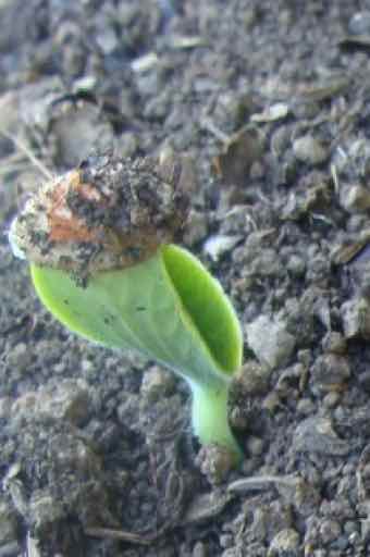 Butternut seedling Butternut seedling