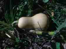 Butternut small Butternut small