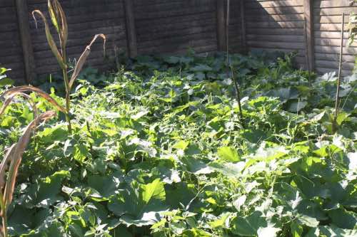 Butternut surging forth from a compost pile Butternut surging forth from a compost pile
