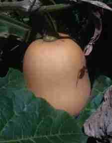 The butternut, also known as winter squash is one of the favourite phytochemical foods. The butternut, also known as winter squash is one of the favourite phytochemical foods.