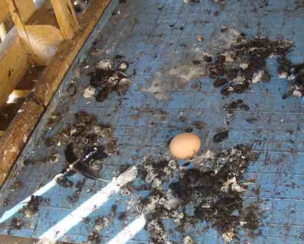 An egg without a shell.