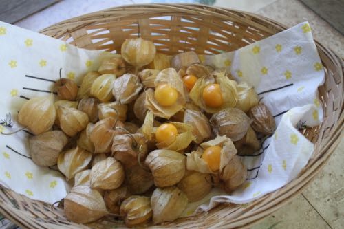 Cape gooseberries