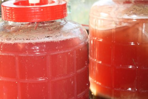 Carboys of cherry guava mead