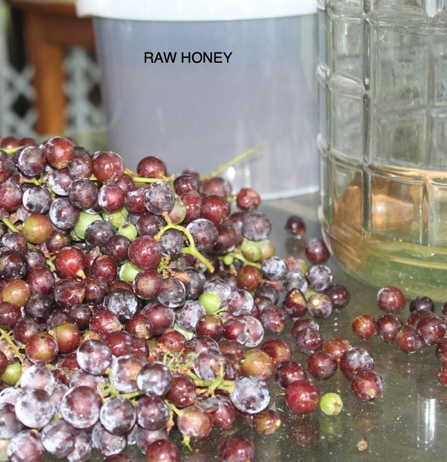 Catawba grapes before fermenting to honey mead Catawba grapes before fermenting to honey mead