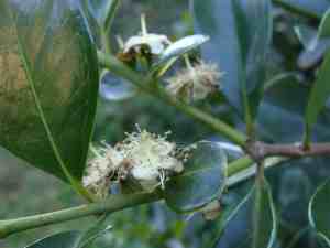 Cherry guava flowers Cherry guava flowers