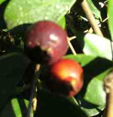 Cherry guava fruit Cherry guava fruit