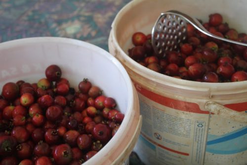 Cherry guavas for brewing mead