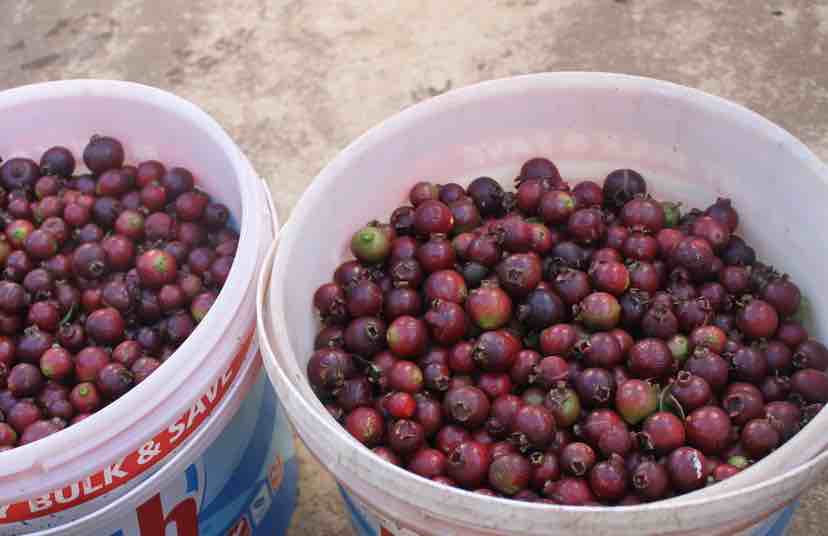 10kg of cherry guavas for a melomel. 10kg of cherry guavas for a melomel.