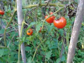 Cherry tomato for the prostate Cherry tomato for the prostate