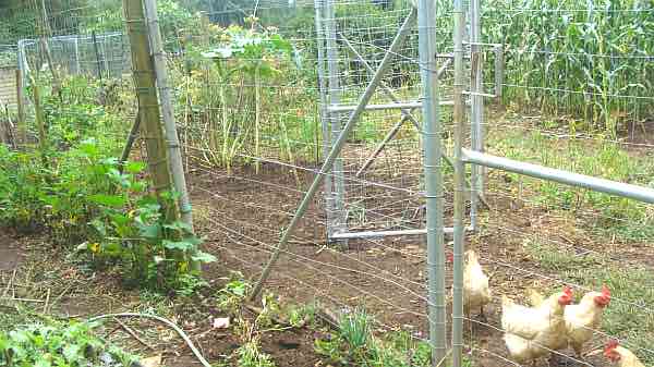 Chicken camps in the garden enable you to keep them free range but away from precious young seedlings. Chicken camps in the garden enable you to keep them free range but away from precious young seedlings.