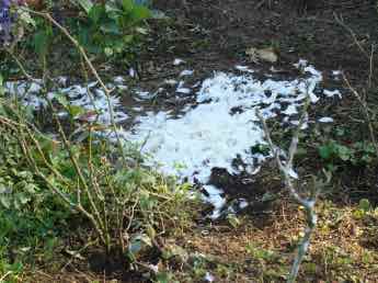 A chicken catastrophe. A chicken catastrophe.