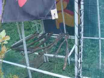 Chicken tractor strong roost Chicken tractor strong roost