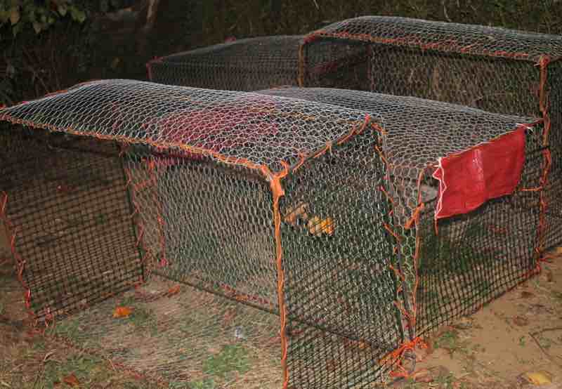 Chicken-wire mesh cages. Chicken-wire mesh cages.