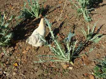 Chickens need greens too Chickens need greens too