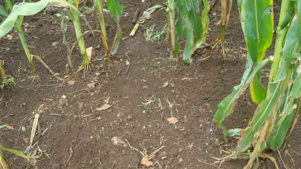 Chickens help with weed control. Chickens help with weed control.