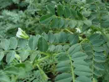 White chickpea flowers. White chickpea flowers.