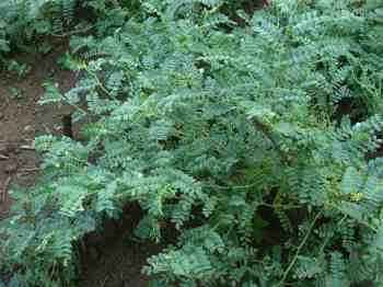 Chickpea flowers. Chickpea flowers.