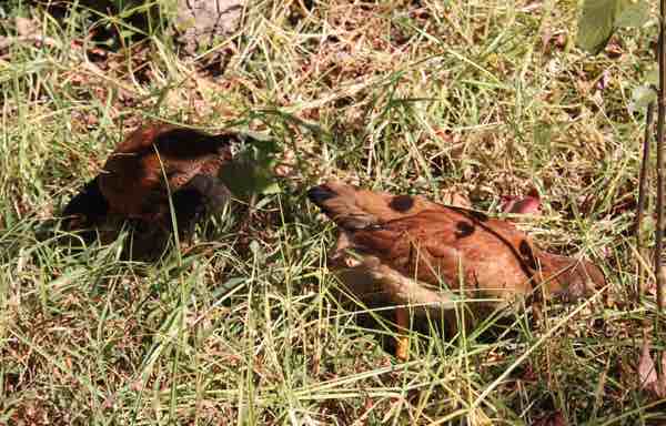 Here are a couple of the chicks at three months. Here are a couple of the chicks at three months.