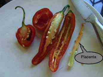 Chili pips and placenta Chili pips and placenta