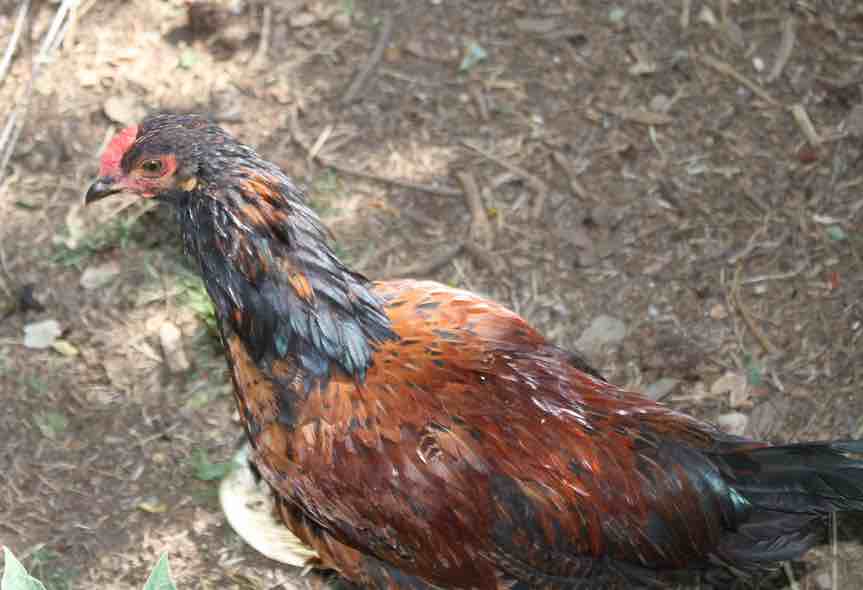 Chilli chicken recipe Chilli chicken recipe